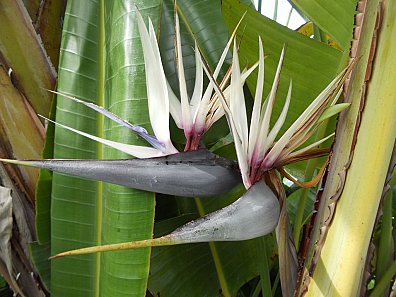 Strelitzia nicolai op La Palma. - Vakantiehuis op La Palma